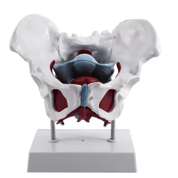 Модель женского таза и репродуктивных органов, Анатомическая модель реабилитации мышц тазового дна, женский мочевой пузырь